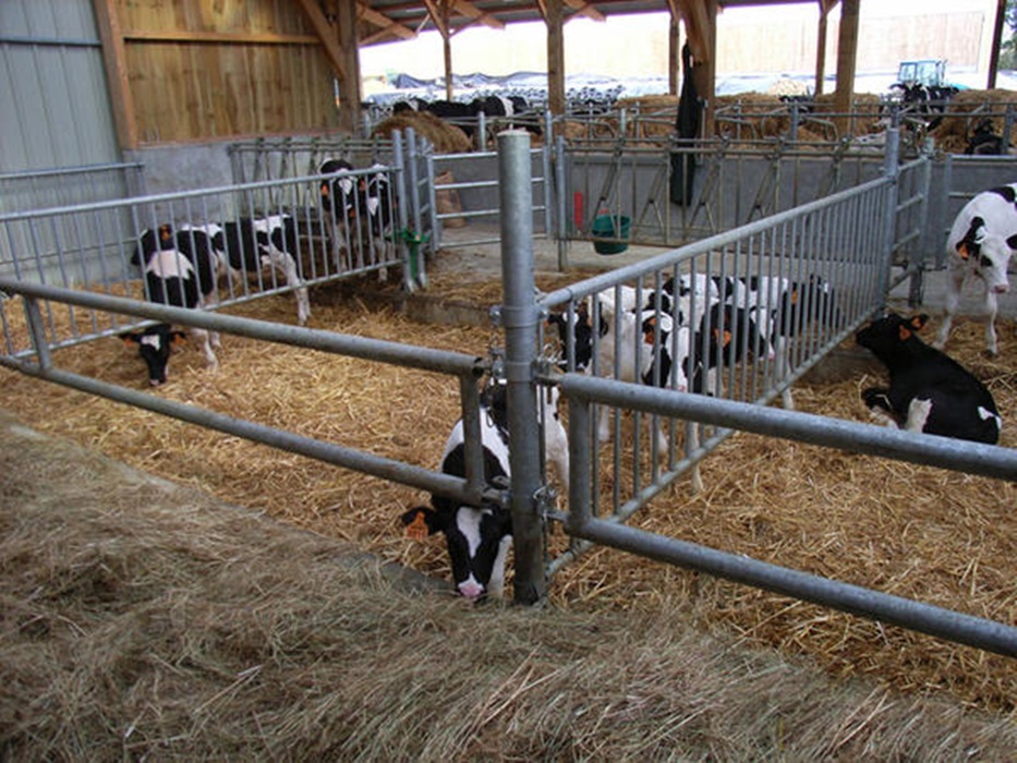 Jourdain front, kalv