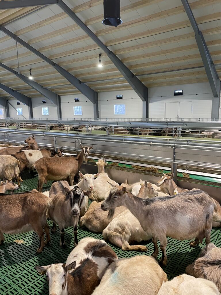 Geitefjøs med MIK Stepper plastgulv. Ada Geertje Gelderblom Both og Jacob Jan Adrianus Gelderblom. Mortenhals i i Balsfjord kommune, 2022