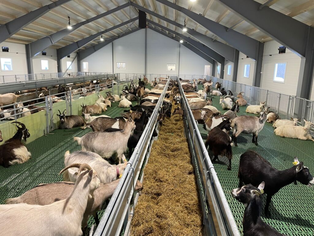 Geitefjøs med MIK Stepper plastgulv. Ada Geertje Gelderblom Both og Jacob Jan Adrianus Gelderblom. Mortenhals i i Balsfjord kommune, 2022