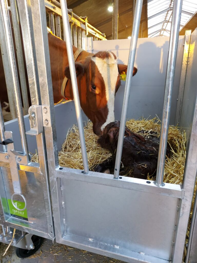Topcalf, kalveinnredning