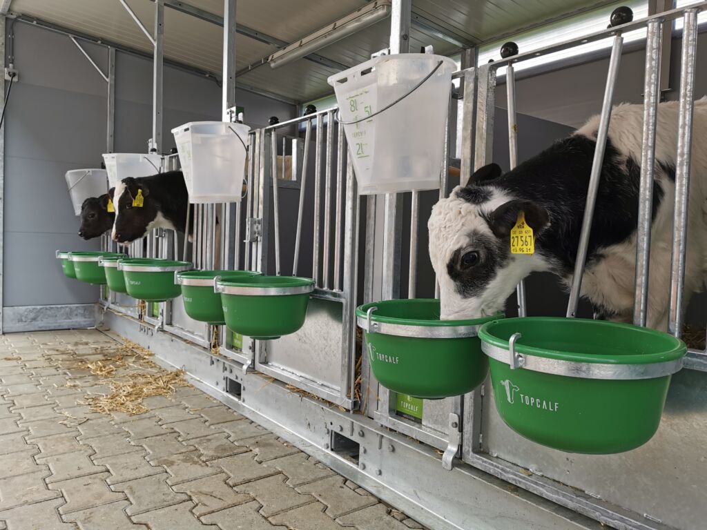 Top Calf, kalveinnredning