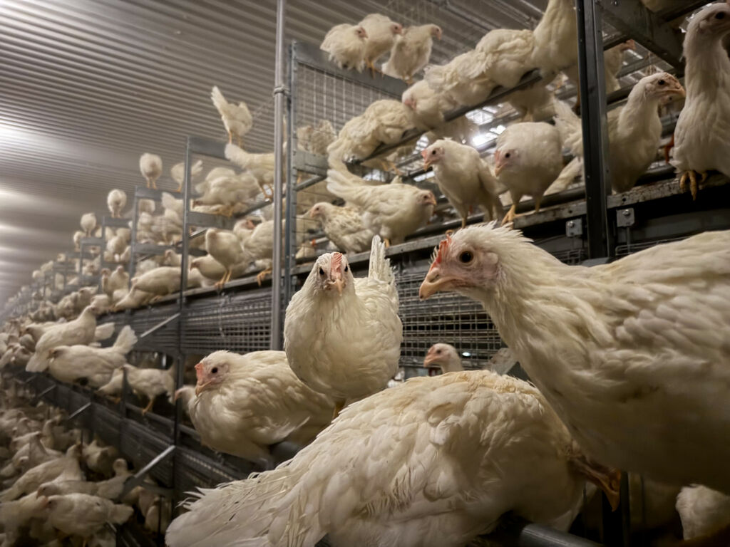 Unghøneoppdrett hos Stjørdal Hønseri, mars 2025