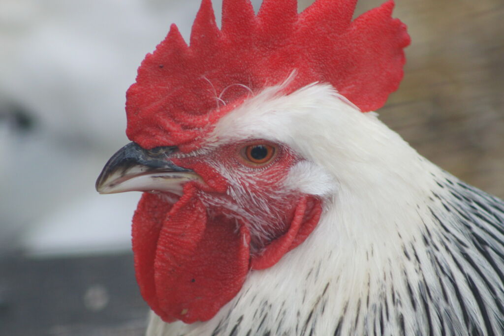 Photo by: robertsharp, Flickr. All creative commons