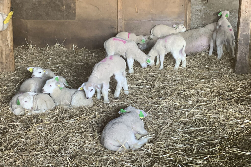 Nyfødte lam på halm. Foto: Kjetil Lien