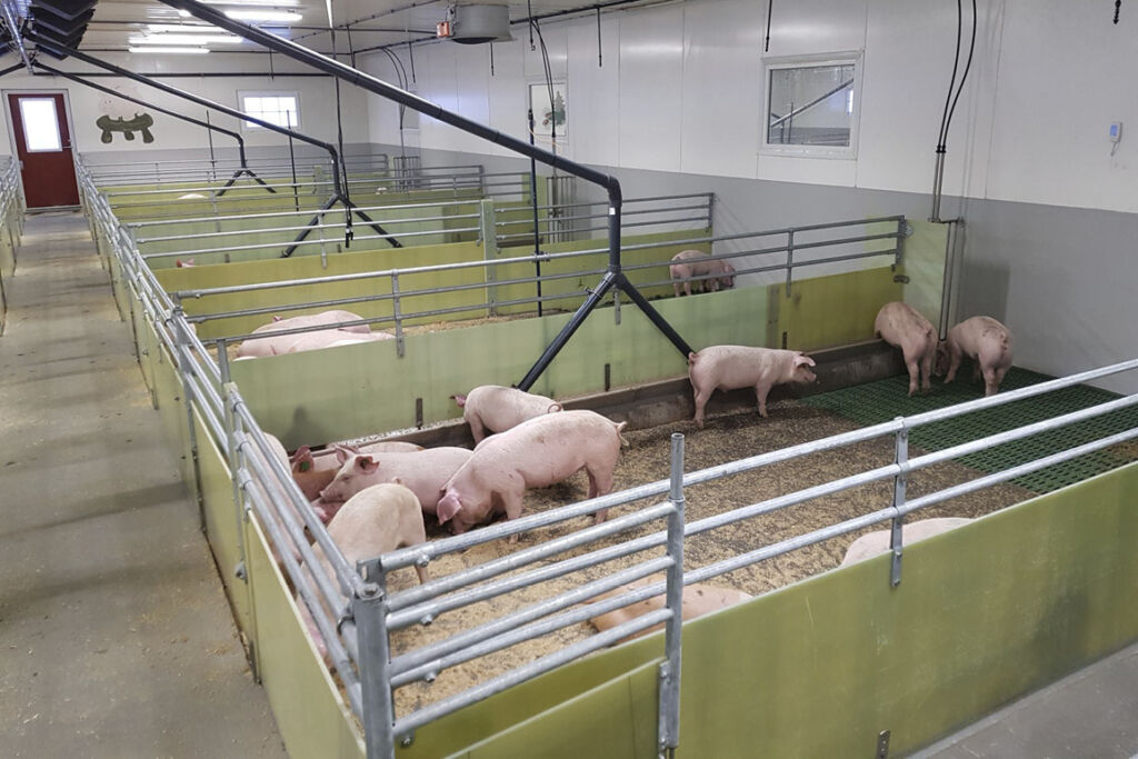 Podkast med Norsvin, kompetanse og nettverk blant svineprodusenter