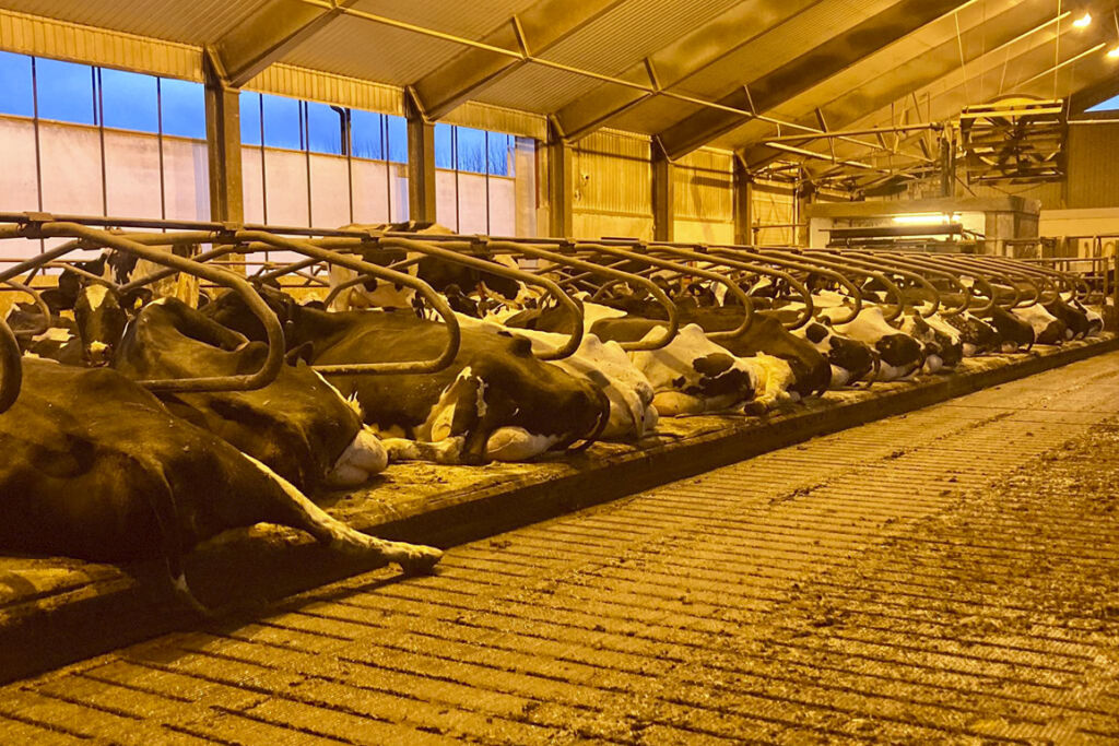 Rolig stemning i melkekufjøset hos Knut Johan Singstad i Kyrksæterøra, Trøndelag. Foto: Knut Johan Singstad, mars 2025