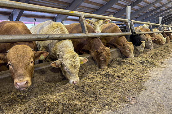 Kjøttfe hos Inger Synnøve og Magnus Johnsen, 2024.