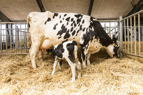 Velferdsfjøset fra Fjøssystemer