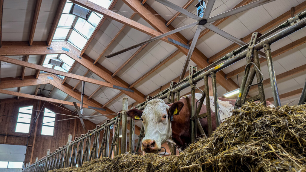 Fleckvieh og IsoCell helikoptervifte hos Lars Lundem, 2025