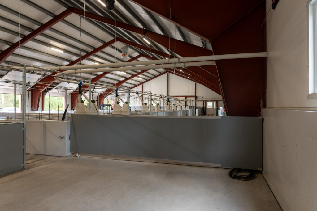 Slaktegrisfjøs hos Oleane og Ole Bjarne Enger. Betongspalt og talleløsning. Tangen 2025