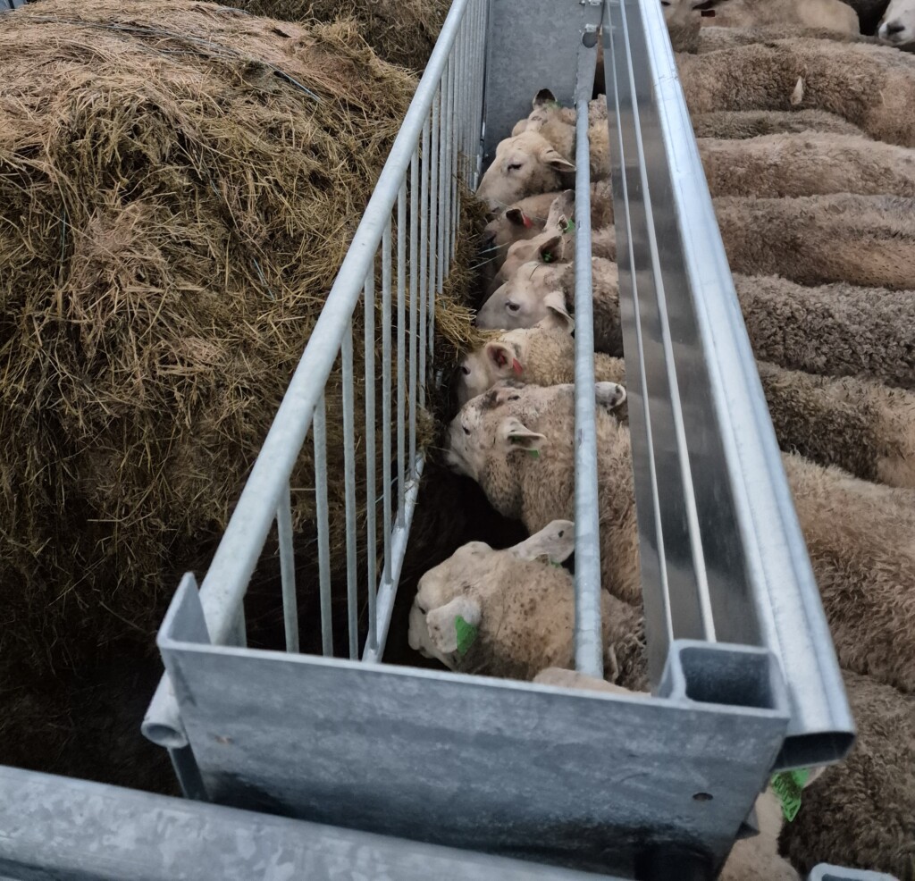 Apetittfôrkasse for sau og geit