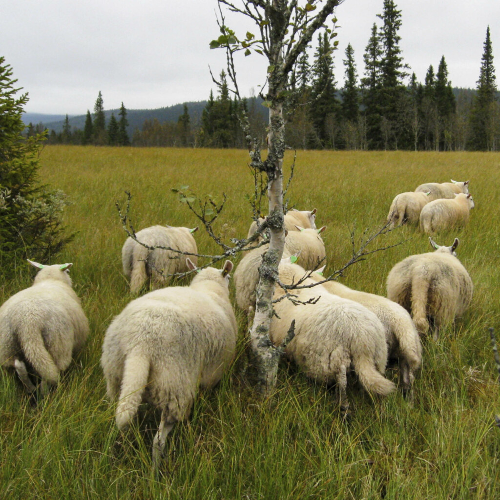 Sauesanking i fjellet