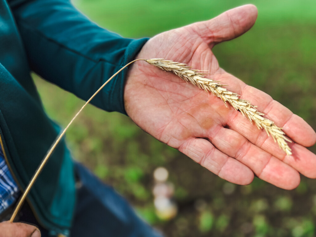 Svedjerug hos Jon Lea. Varhaug 2025