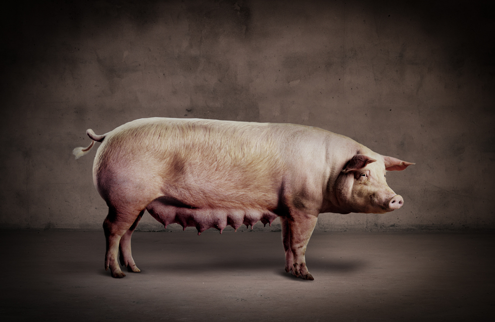 Norsvin Landrace TN70 purke