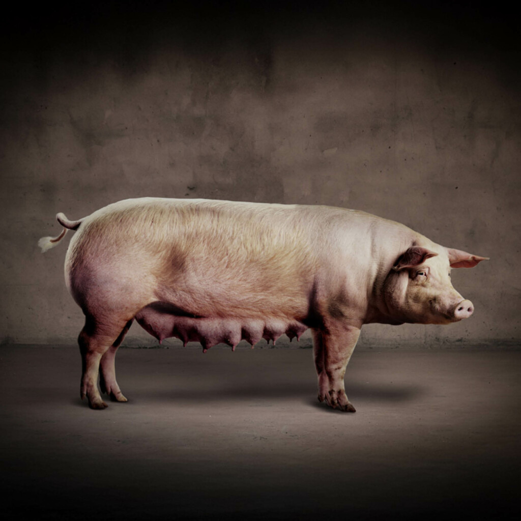 Grisepodden. Grising, Duroc og Hampshire