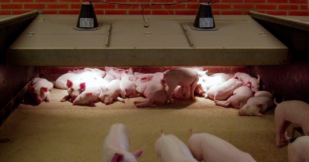 Varmelampe til smågris fra Fjøssystemer