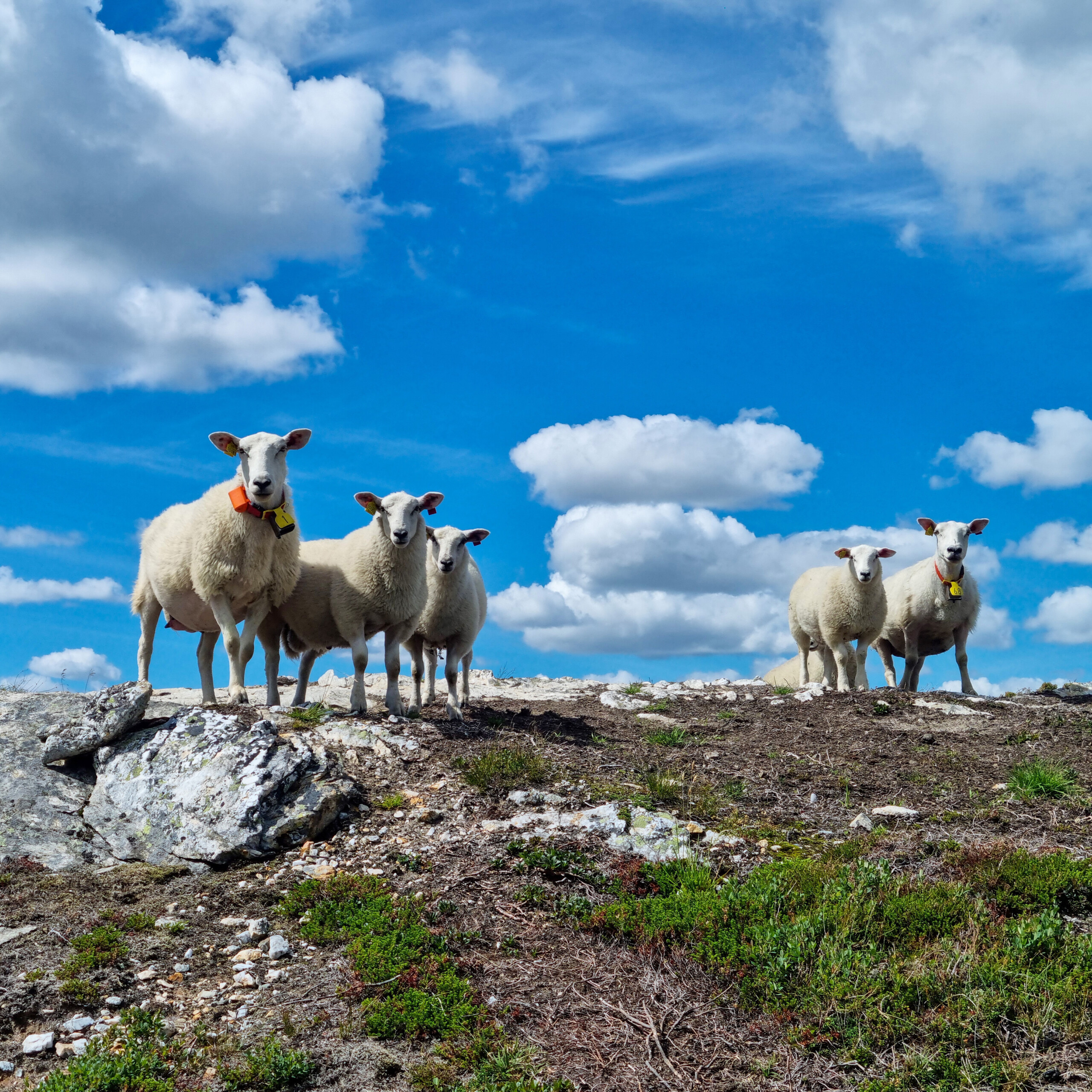 Sau på beite i fjellet. Foto: Anders Konglevoll