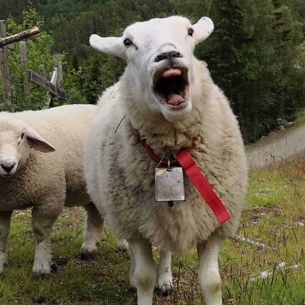 Saueprat: en podkast-serie fra Fjøssystemer Gruppen. Foto: Anders Konglevoll