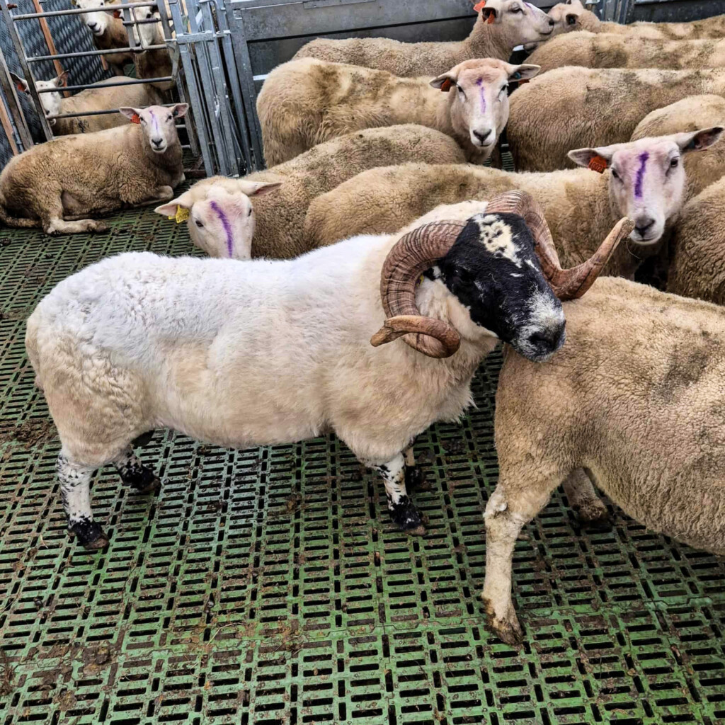 Sauepodden: Paring, avl og vinterens fagmøter. Foto: Anders Konglevoll