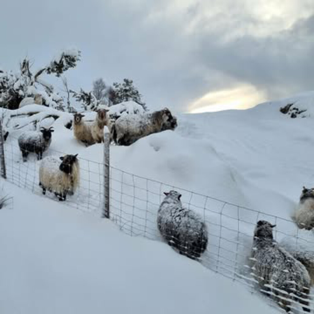 Sauepodden Julespesial 2025. Foto: Anders Konglevoll