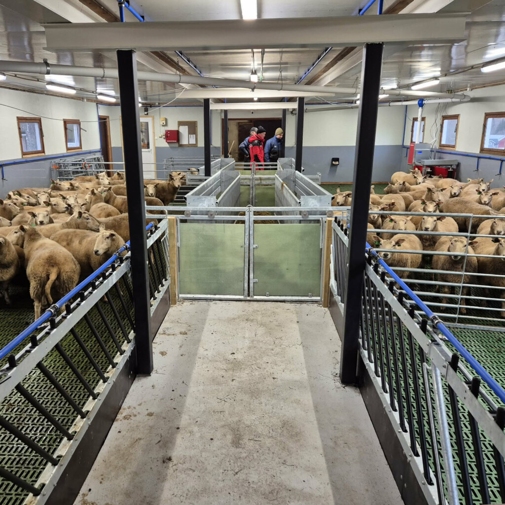 Storbingeløsning hos Finn Mo, Lærdal 2026