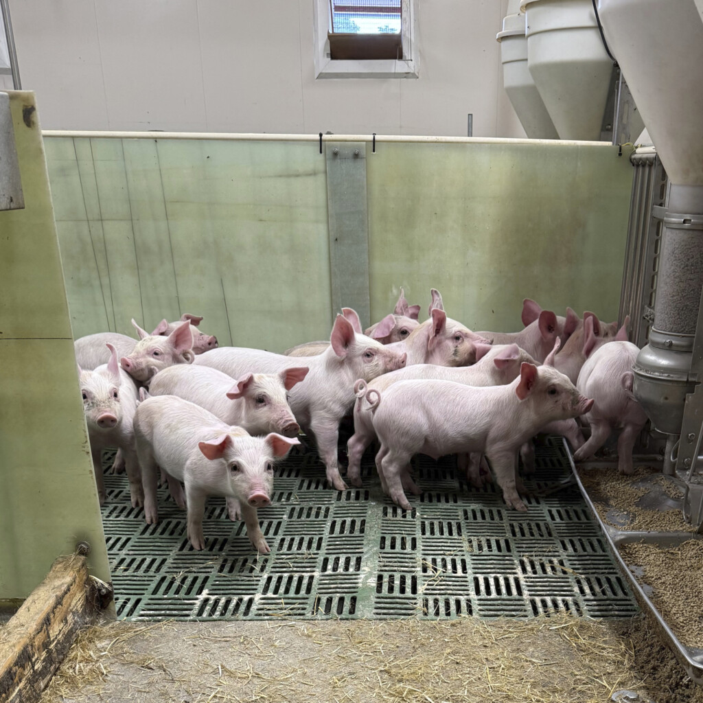 Avvenning av smågris hos Nils Terkelsen, januar 2026