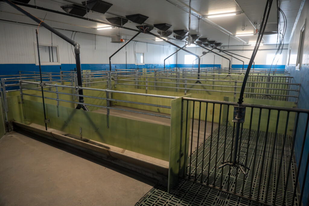 Slaktegrisavdeling med god plass og fokus på dyrevelferd. Glassfiberinventar og MIK plastrister. Asbjørn Storlien. Brumunddal 2025